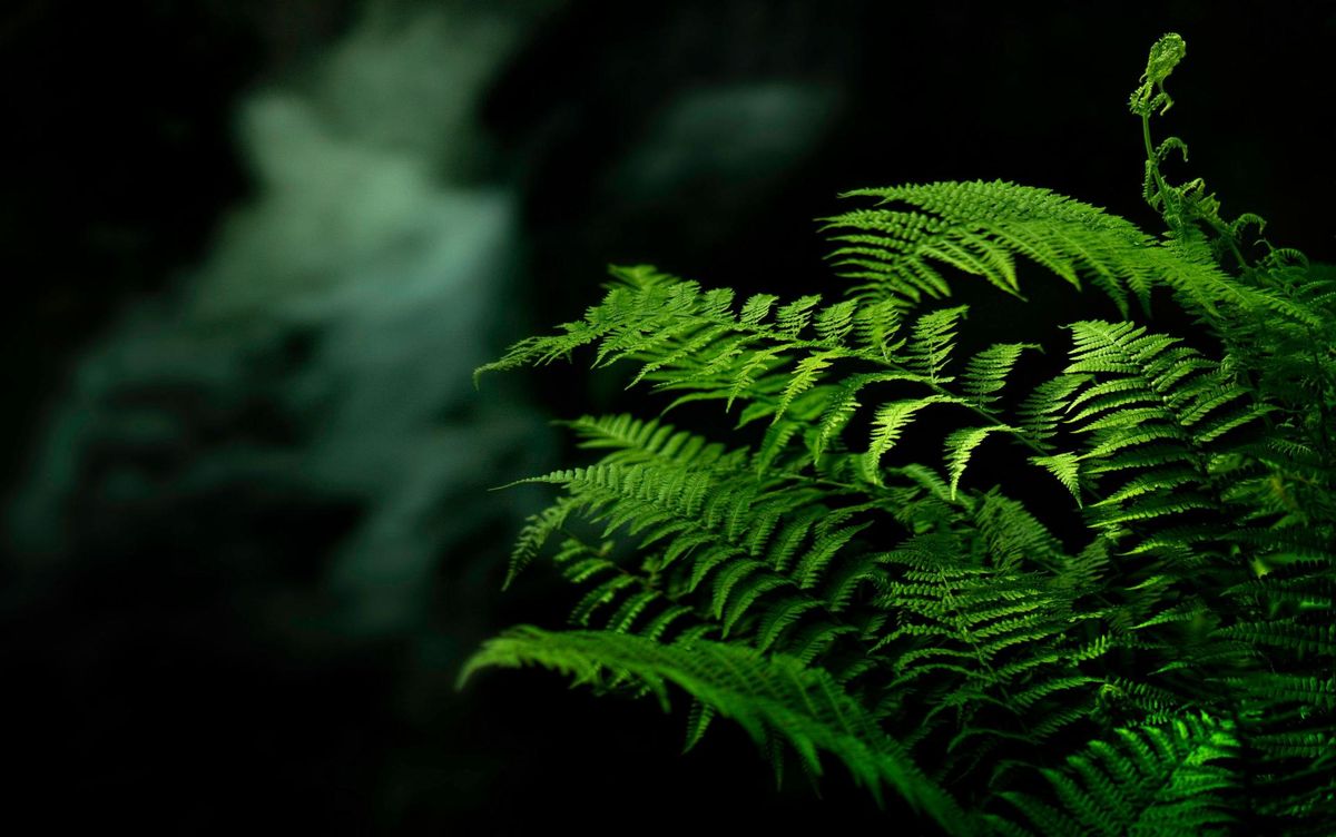 philosopy_green_3 philosopy_green_3